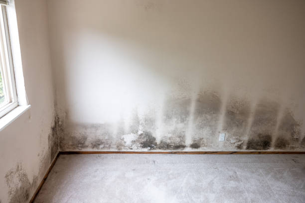 Forensic Mold Investigation in Brooklet, GA